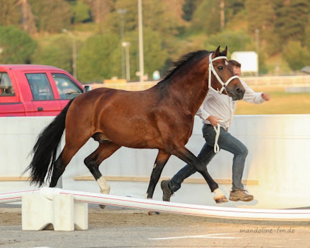 stallion Nils du Sous Bois CH (Freiberger, 2007, from Nepal II CH)