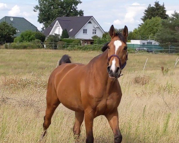 Springpferd Potencja (Wielkopolska, 2009, von Iloczyn)