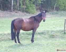 Zuchtstute Platyna (Polnisches Warmblut, 2000, von Tabun)