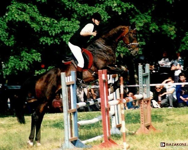 Deckhengst Tabun (Wielkopolska, 1984, von Arak)