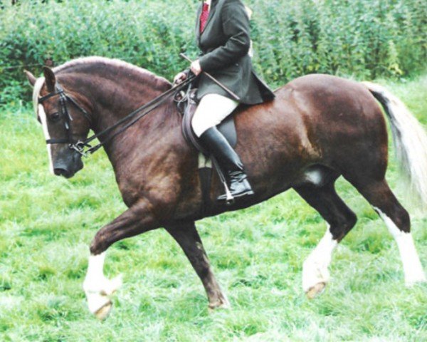 horse Rainhill Fireaway (Welsh-Cob (Sek. D), 1994, from Ystrad Dewi Flyer)