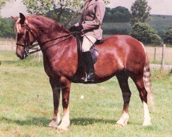 Zuchtstute Rainhill Firefly (Welsh-Cob (Sek. D), 1992, von Ystrad Dewi Flyer)