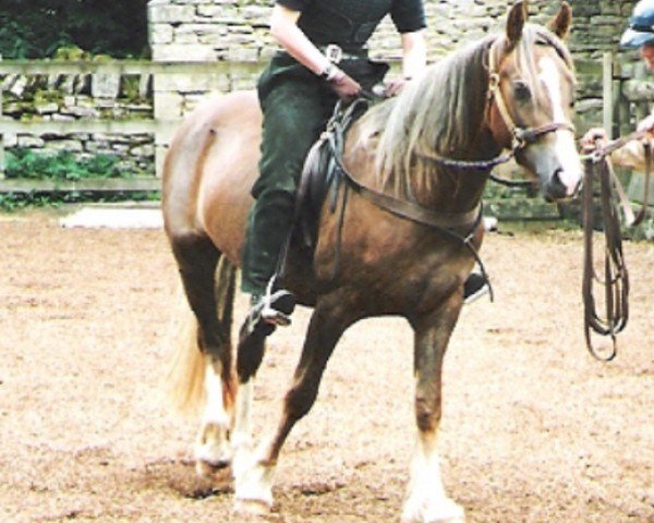 Pferd Rainhill High Flyer (Welsh-Cob (Sek. D), 1999, von Ystrad Dewi Flyer)