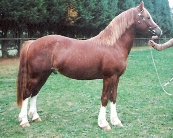 horse Rainhill Llewelyn (Welsh-Cob (Sek. D), 1992, from Ystrad Dewi Flyer)