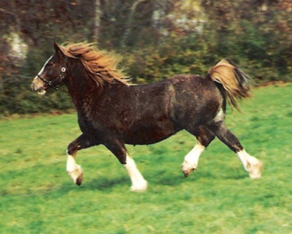 broodmare Tynybryn Lady in White (Welsh-Cob (Sek. D), 1974, from Brenin Dafydd)