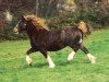 broodmare Tynybryn Lady in White (Welsh-Cob (Sek. D), 1974, from Brenin Dafydd)