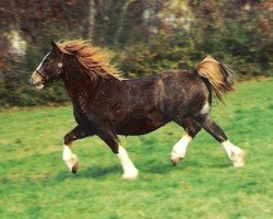 Zuchtstute Tynybryn Lady in White (Welsh-Cob (Sek. D), 1974, von Brenin Dafydd)