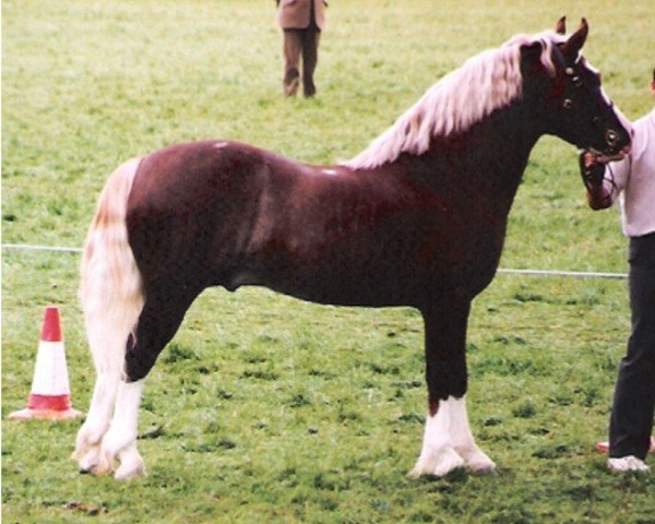 stallion Tynybryn Bobby Dazzler (Welsh-Cob (Sek. D), 1987, from Nebo Daniel)