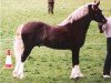 stallion Tynybryn Bobby Dazzler (Welsh-Cob (Sek. D), 1987, from Nebo Daniel)