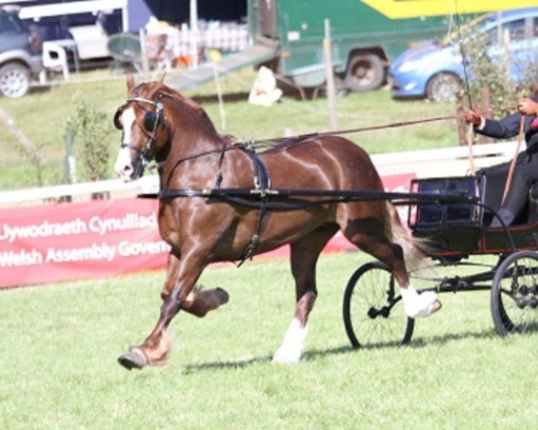 horse Gwenside Danielle (Welsh-Cob (Sek. D), 2005, from Tynybryn Bobby Dazzler)