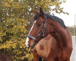 jumper Murphy 212 (German Sport Horse, 2006, from Danzas)