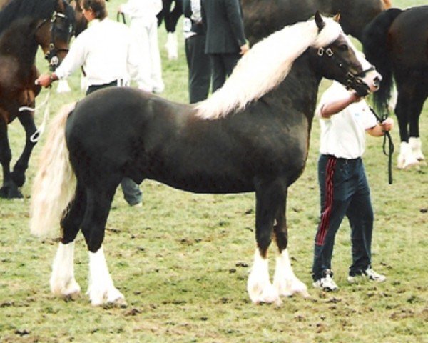 Pferd Gwendraeth Danny Boy (Welsh-Cob (Sek. D), 1991, von Nebo Daniel)