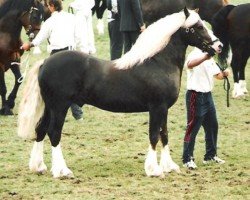 Pferd Gwendraeth Danny Boy (Welsh-Cob (Sek. D), 1991, von Nebo Daniel)