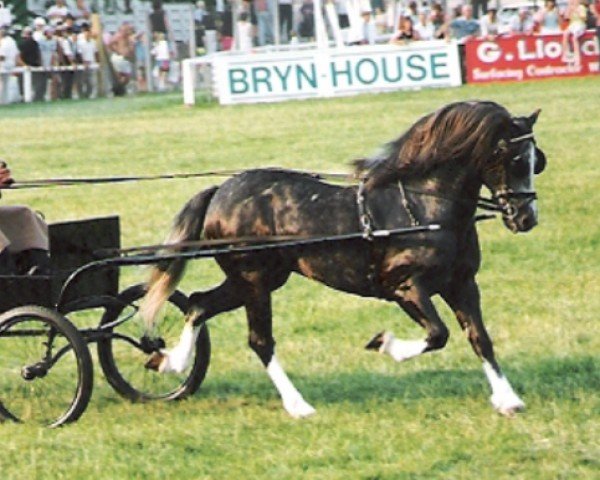 Pferd Leyeswick Bouncing King (Welsh-Cob (Sek. C), 1985, von Leyeswick Mark)