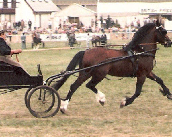 Deckhengst Leyeswick Mark (Welsh-Cob (Sek. C), 1976, von Cledlyn Rustic Lad)