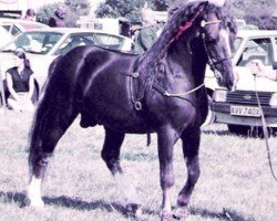 Pferd Leyeswick Flash Jack (Welsh-Cob (Sek. D), 1979, von Leyeswick Mark)