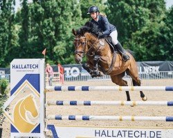 jumper Sterling Bay (Hanoverian, 2018, from Stakkato Gold)