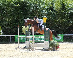 Springpferd Gypsy Calice GZ (Zangersheide Reitpferd, 2010, von Gentleman vd Dennehoeve)