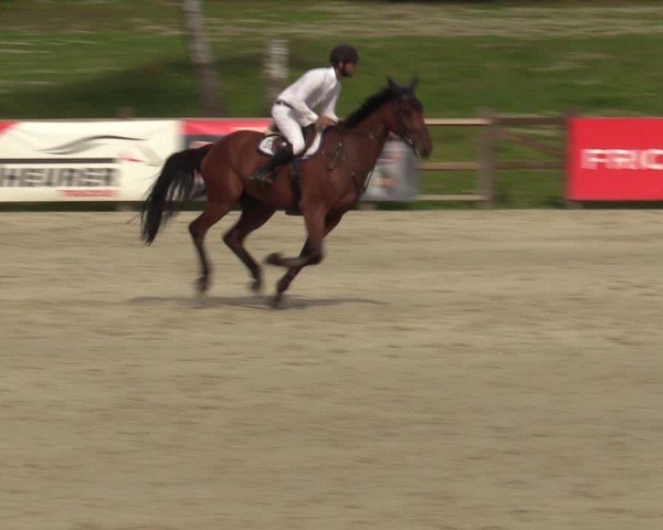 Reitturnier Westergellersen 2024