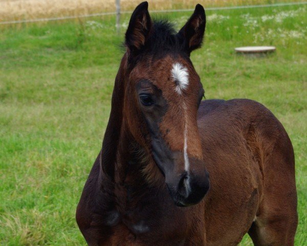 foal by Hengst von Diarado / Uriko (Holsteiner, 2024, from Diarado)