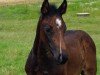 foal by Hengst von Diarado / Uriko (Holsteiner, 2024, from Diarado)