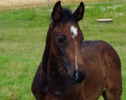 foal by Hengst von Diarado / Uriko (Holsteiner, 2024, from Diarado)