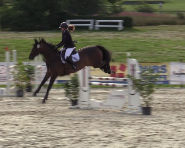 Reitturnier Westergellersen 2024