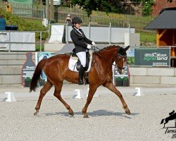 dressage horse Billy-Jo (Oldenburg, 2018, from Callaho's Benicio)