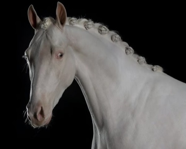 Deckhengst Krem‘s Blue Miracle (Belgium Sporthorse,  , von Krem)