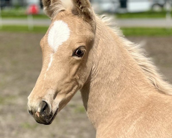 foal by Uni la Joy KW (KWPN (Royal Dutch Sporthorse), 2024, from Krem‘s Blue Miracle)