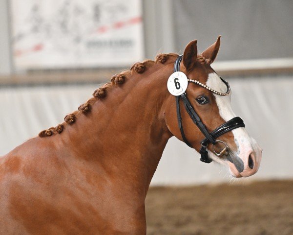 dressage horse Maximus Decimus (German Riding Pony, 2021, from FS Mr. Right)