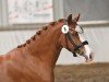 Dressurpferd Maximus Decimus (Deutsches Reitpony, 2021, von FS Mr. Right)