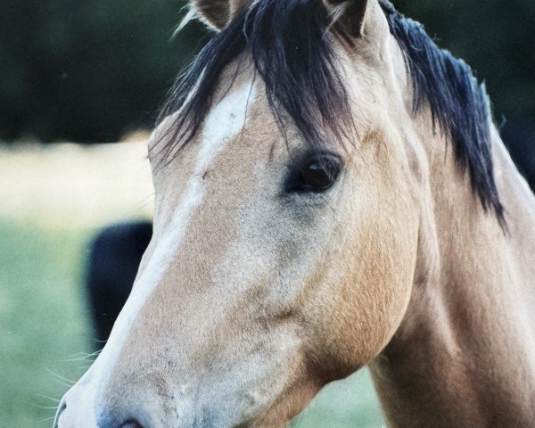 broodmare Romina (German Riding Pony, 2005, from FS Champion de Luxe)