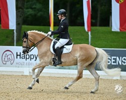 Zuchtstute DSP Lareina (Haflinger, 2008, von Belarex)