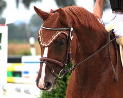 jumper Augustenhofs Wilma (Little German Riding Horse, 2006, from Almoretto)