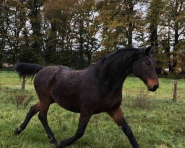 horse Gibli (Trakehner, 2003, from Buddenbrock)