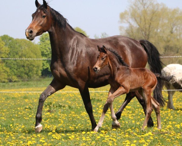 foal by Danger Zone S (Holsteiner, 2024, from Dourkhan Hero Z)