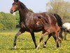 foal by Danger Zone S (Holsteiner, 2024, from Dourkhan Hero Z)