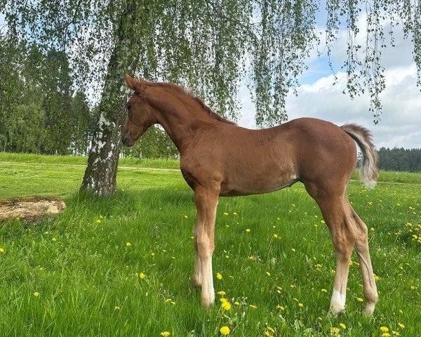 dressage horse Hengst von Escaneno / Con Spirito (Oldenburg, 2023, from Escaneno)