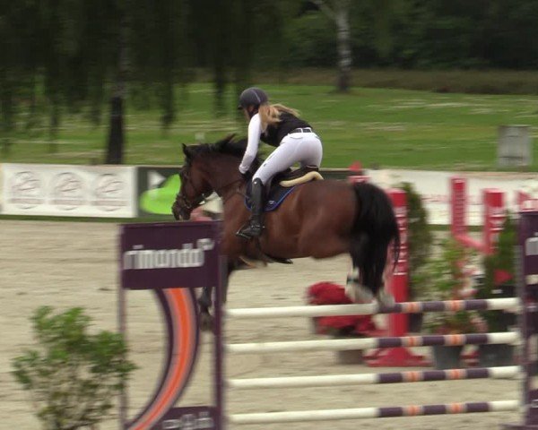 Reitturnier Westergellersen 2024