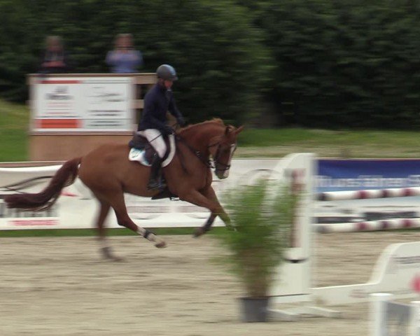Reitturnier Westergellersen 2024