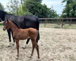 dressage horse Stute von Vitalis / Metall (Oldenburg, 2023, from Vitalis)