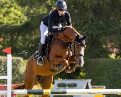 jumper My Princes v. Paradijs DB (German Sport Horse, 2018, from Manchester van't Paradijs)