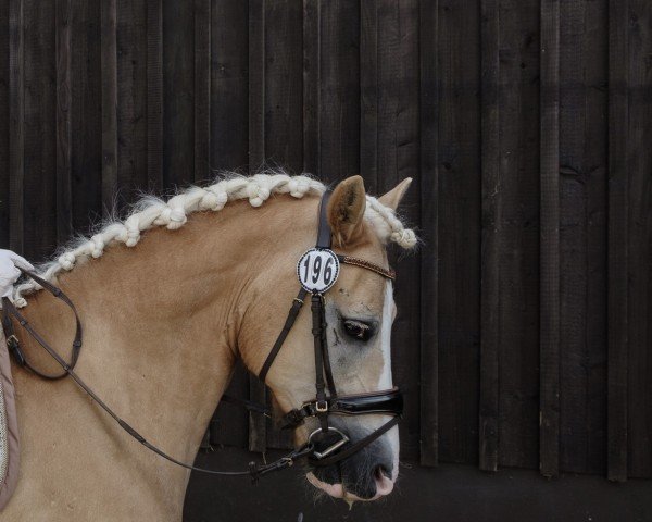 dressage horse Simba (Haflinger, 2012, from Seven seas of love)