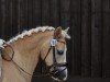 dressage horse Simba (Haflinger, 2012, from Seven seas of love)