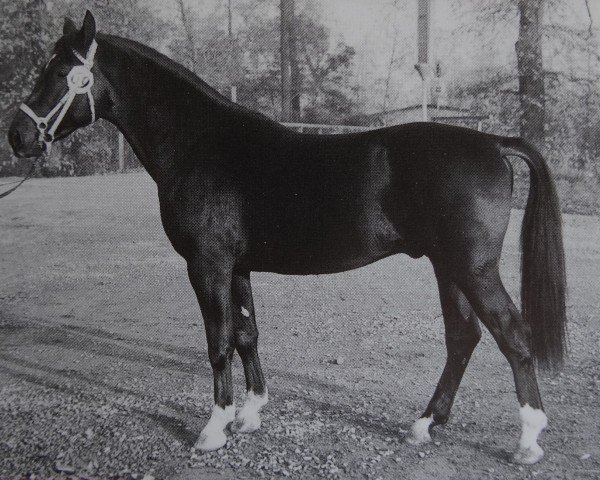 Deckhengst Collin Mo 1282 (Schweres Warmblut, 1967, von Cabinett Mo 1220)