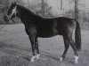 Deckhengst Collin Mo 1282 (Schweres Warmblut, 1967, von Cabinett Mo 1220)