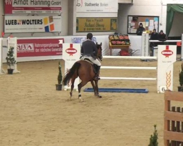 Hallenspringturnier in Borken 2013