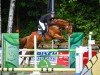 broodmare Schoensgreen High Heel (German Sport Horse, 2014, from Contract)