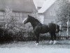 stallion Gletscher 1211 (Heavy Warmblood, 1962, from Gabo Mo 390)